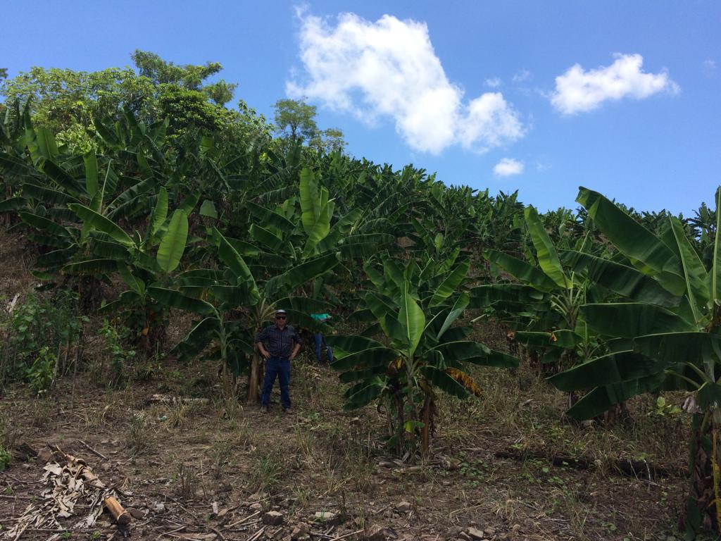 Proyecto Plátano