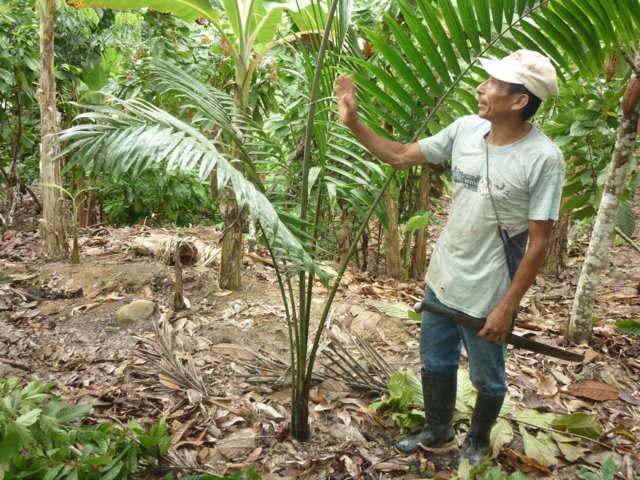 Agroforestería