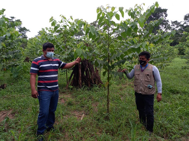 AGRICULTORES DE TOCACHE APUESTAN POR LA REFORESTACIÓN PARA EVITAR LA PÉRDIDA DE SUS CULTIVOS