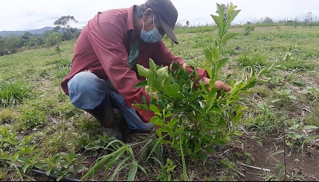 
AGRICULTORES DE LA PROVINCIA DEL HUALLAGA APUESTAN POR EL LIMÓN TAHITÍ
